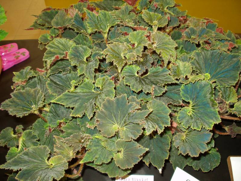 B. ‘Othello’
